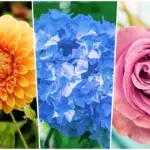 Тест: Избери цвете и опознай себе си